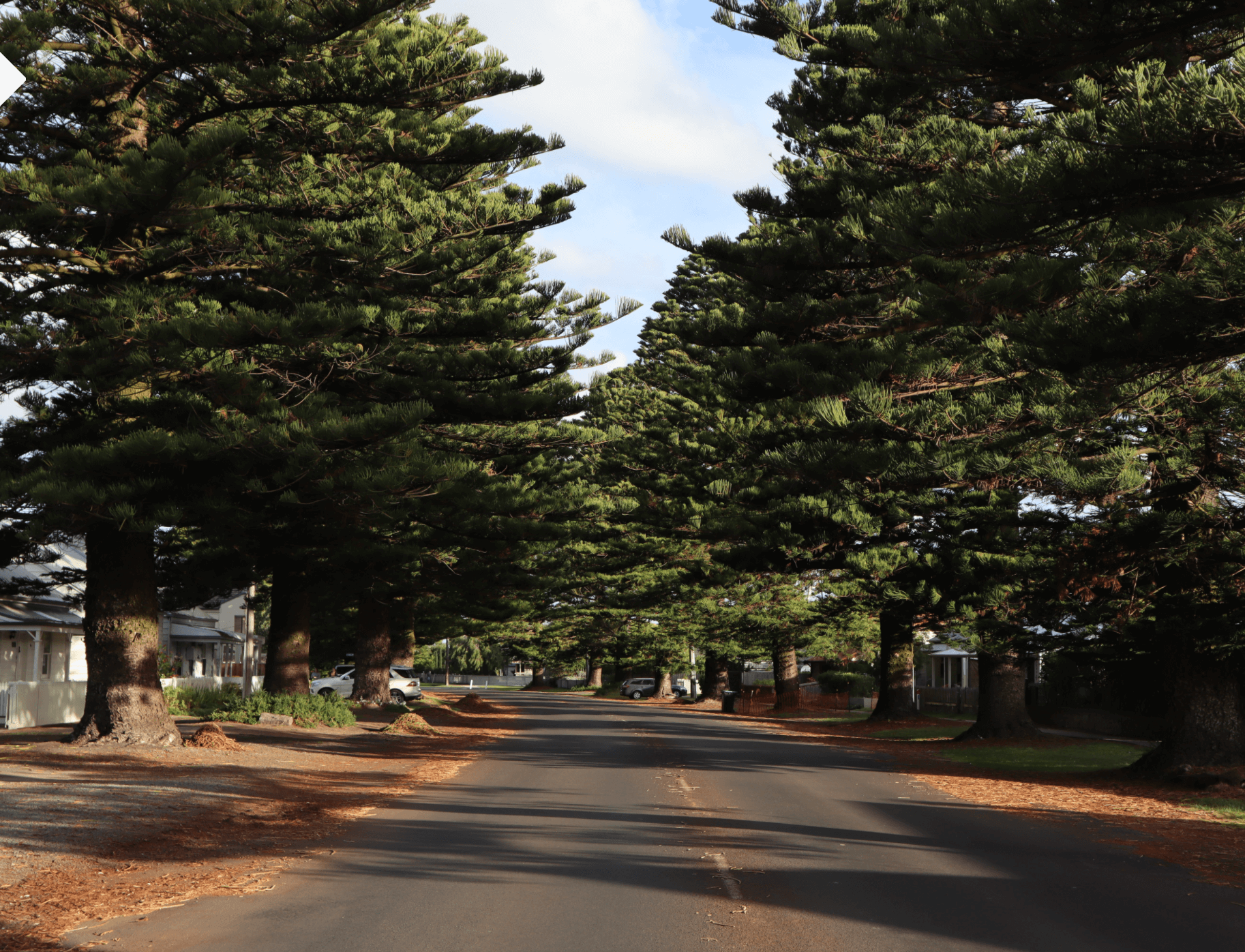 norfolk pines along a street in port fairy