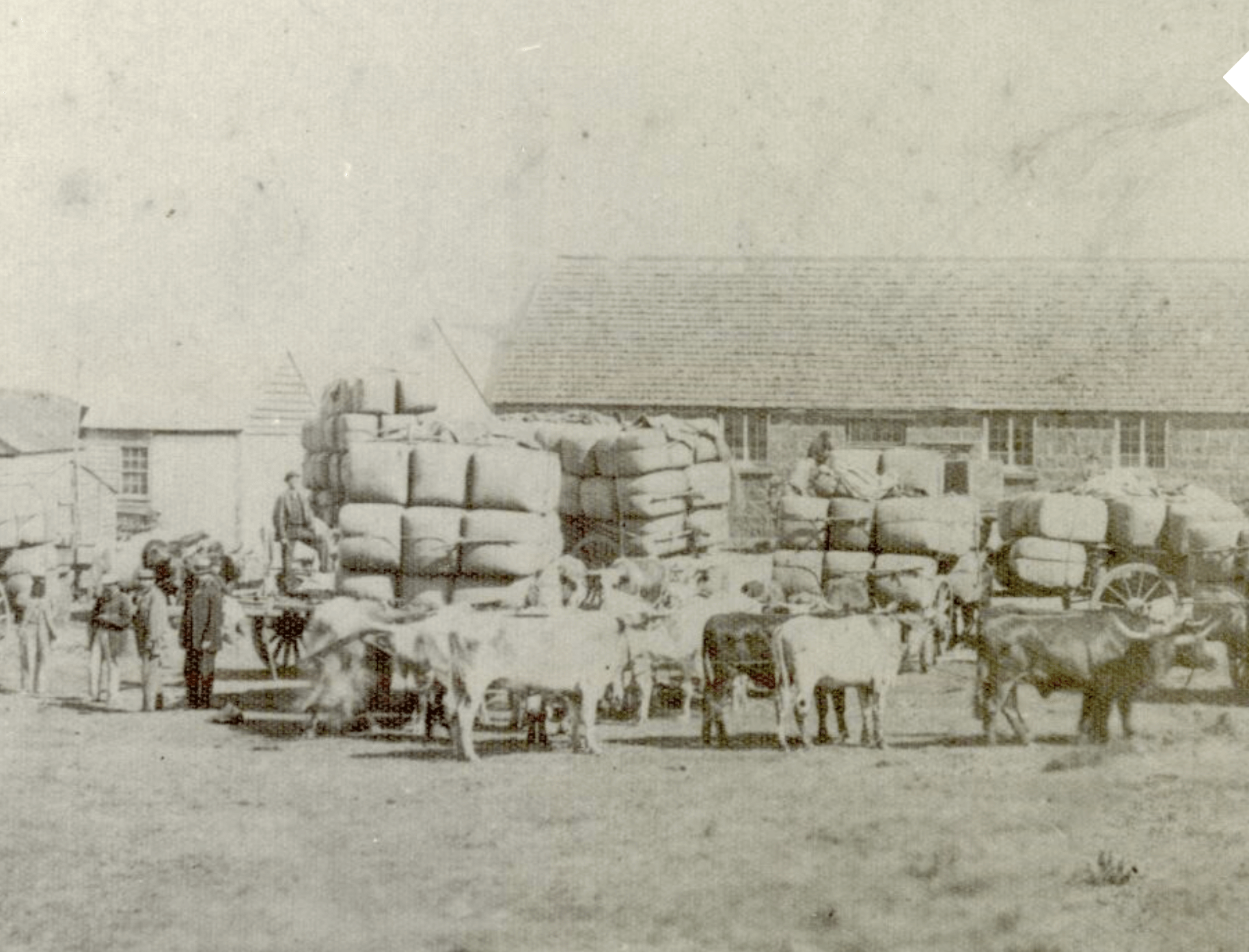 historical photo of a number of bullock wagons ready to transport bags of wheat and wool.